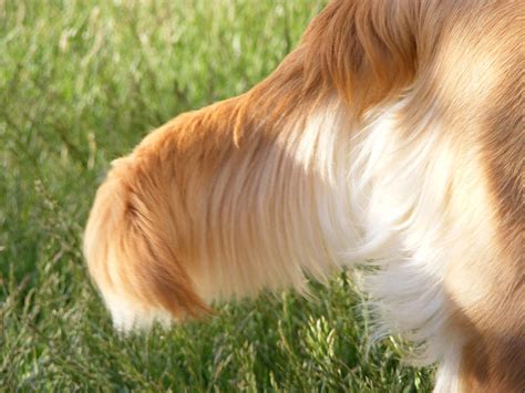 butt olug tail|Golden Retriever Tail